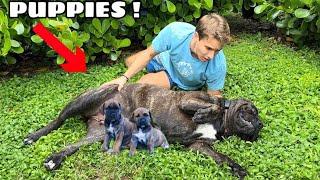 WHAT HAPPENED TO MY DOG & HER PUPPIES ?!