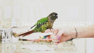 Conure Parrot Potty Training