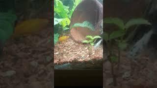 Botia kubotai or marble loach eating snail