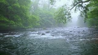 Green Forest River Flowing in Rainy Weather. Nature Sounds, Forest River, White Noise for Sleeping.