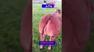 ANGUS vs LIMUZIN #angus #limuzin #asmr #stasifying #animals #romavetuz #ot #cow #veterinary