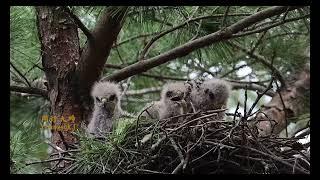 왕새매 Butastur indicus / gray-faced buzzard eagle 멸종위기등급 관심대상(LC : Least Concern, 출처 : IUCN)