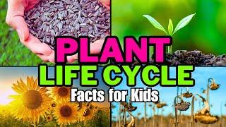 Plant Life Cycle Facts For Kids