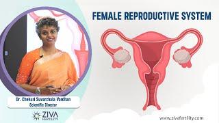 Female Reproductive System -  ZIVA Fertility English - Dr. Chekuri Suvarchala Vardhan