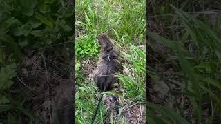 A field trip with my pussycat (#shorts #youtubeshorts)