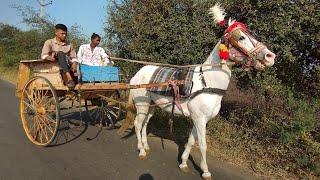 single horse tanga | single horse baggi | horse cart | pashu premi | #horse