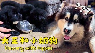 Dawang with Puppies