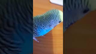 Кешич