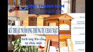 Kỹ thuật nuôi ong với thùng ong tự chảy mật