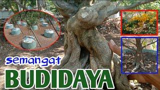 rekomendasi budidaya bahan bonsai impor