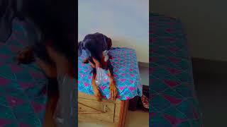doberman #petlover 