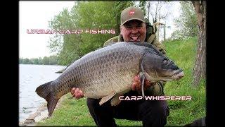 Carp Whisperer - Vienna Common Carp