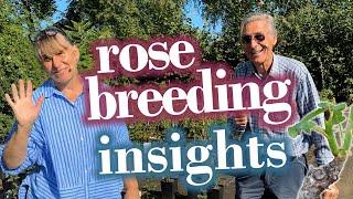 So much FUN - BREEDING NEW Roses