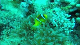 Finding Nemo - Egypt Scuba Diving - Red Sea - Dahab - 4K