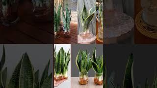 Best indoor house plants#home #decor#indoorplants#gardening #trending#viralvideo #shorts#landscaping