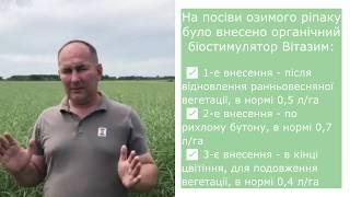 Огляд Поля Озимого Ріпаку Гибрірок КВС на Сумщині при Використанні Біостимулятору Росту