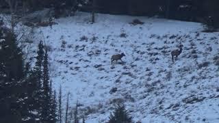 Elk double at 703 yards - 147 eld-m and 180 VLD