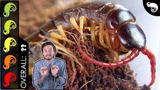 Giant Centipede, The Best Pet Invertebrate?
