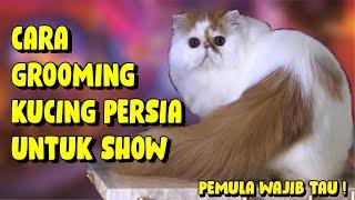 CARA GROOMING KUCING PERSIA UNTUK SHOW