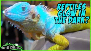 SECRET REPTILE VISION! How reptiles see the world!