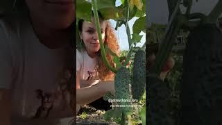Собираю урожай #garden #gardenlife #дача #огород #shorts