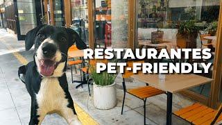 Dica de 5 Restaurantes Pet-Friendly em São Paulo - Zona Oeste e Centro de SP
