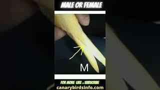 Bagaimana Cara Mengetahui Burung Kenari Jantan atau Betina? Canarybirdsinfo.com