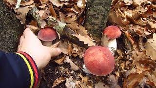 Funghi Porcini August 2018 - Boletus Edulis