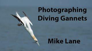 Photographing diving Gannets