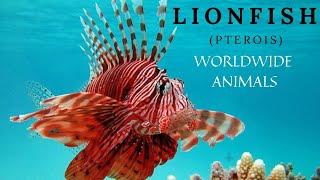 Lionfish(pterois) | Different types of lionfish | Welcome to Worldwide Animals channel