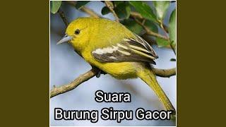 Suara burung sirpu gacor