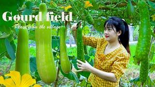 60 Days Of GOURDS Harvesting goes to market sell || Cooking - Gardening - Daily life || Lý Triệu Ca