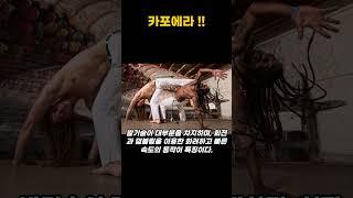 ▶ 브라질 전통 무술 카포에라 !! #동기부여 #지식 #무술 #mma #카포에라 #capoeira