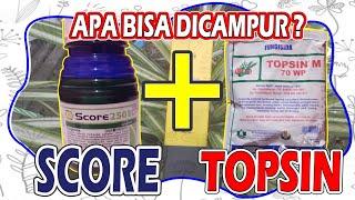 FUNGISIDA SCORE DAN FUNGISIDA TOPSIN APAKAH BISA DICAMPUR?