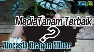 MediaTanam Terbaik Untuk Alocasia (Alocasia Dragon Silver)