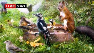 24/7 LIVE CAT TV  Relax with Birds and Squirrels ️ Nature Escape for Everone