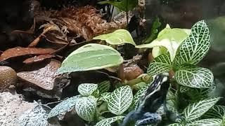 Dendro tinc powder blue dart frogs eating and bioactive  enclosure