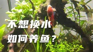 生态缸不想换水？揭秘如何让鱼缸自我维持的终极方法