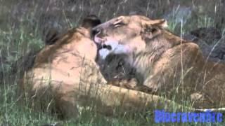 African cats-life is beautiful