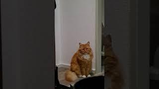 кот Тимофей. очень хочет в подвал сходить cat. fanny cats.