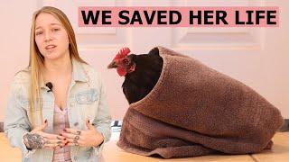 Egg Bound Hen - How to Help Egg Bound Chicken