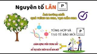 Nông dân cần biết -Phân bón lá Lân có thể quản lí được nấm bệnh gây hại? Nên dùng loại nào là tối ưu