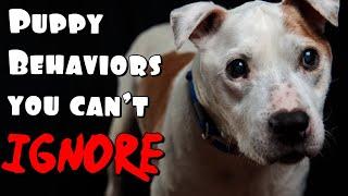 Pit bull Puppy Behaviors you cant IGNORE!