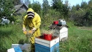 Beekeeping. How to save bees if they did not bring honey. Emergency feeding of bees in the winter.