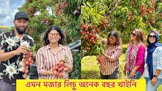 লিচুর বাগানে গিয়ে পুরাই মাথা নষ্ট | খাইতে খাইতে জ্ঞান হারানোর মতো অবস্থা! Lychee Picking in Florida