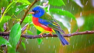 Birdsong, Rainfall, and Piano Melodies - Escaping Stress with Soothing Sounds ️️️