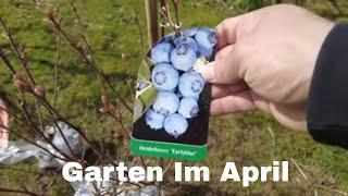 Hecke und Beerensträucher pflanzen, Tomaten düngen - Garten im April