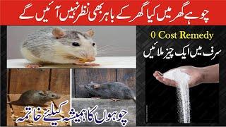 Get rid of mouse | Chuhe baghane ka tarika | Rat killer trick | Rat killer Remedy | Rat killer trick