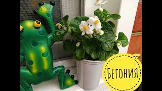 Бегония вечноцветущая. Уход в домашних условиях. Все просто!