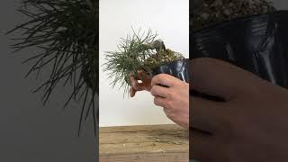 Shohin Black Pines with Jonas Dupuich